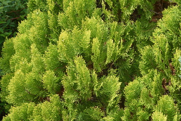 Chinese arborvitae ( Platycladus orientalis ) leaves and flowers.
Cupressaceae evergreen conifer.