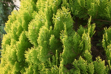 Fototapeta premium Chinese arborvitae ( Platycladus orientalis ) leaves and flowers. Cupressaceae evergreen conifer.