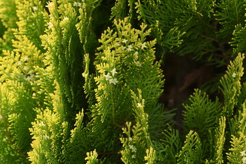 Fototapeta premium Chinese arborvitae ( Platycladus orientalis ) leaves and flowers. Cupressaceae evergreen conifer.