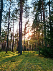 Sun rays shining in forest. Silhouettes of trees and shadows. Sunset among tall pines. Natural landscape.