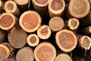 積上げられた杉の丸太