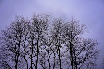 Fototapeta na wymiar 春の曇り空と木々