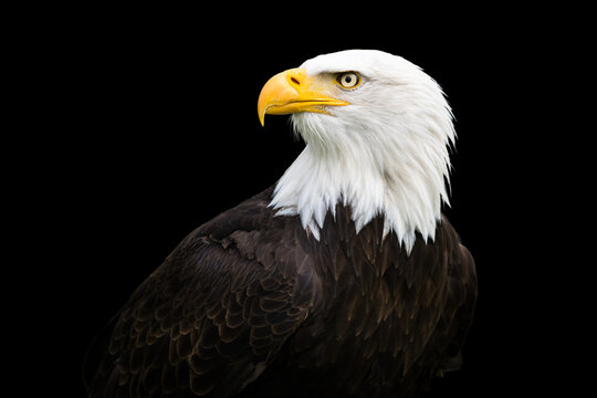 Amerikanischer Wei&szlig;kopfseeadler mit Blick zur Seite vor schwarzen Hintergrund