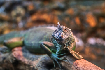 The iguana looks into the frame. Reptile in the zoo. Lizard on the rocks. High quality FullHD footage