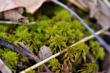 mushrooms in the forest
