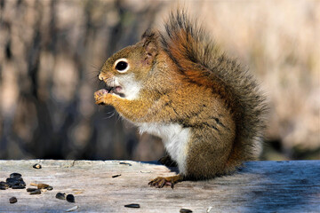 squirrel eating nut