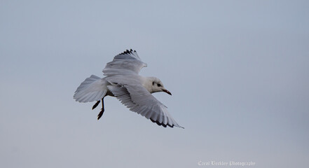 seagull in flight