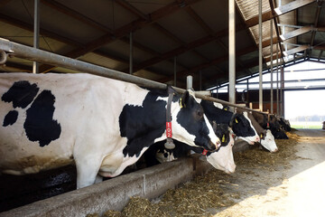 Schwarzbuntes Rind - Milchkühe im Kuhstall - German black pied cattle, Dairy cows in the cow shed