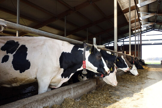 Schwarzbuntes Rind - Milchk&uuml;he im Kuhstall - German black pied cattle, Dairy cows in the cow shed
