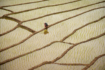 Rice terraces in Chiang Mai Highlands of the North