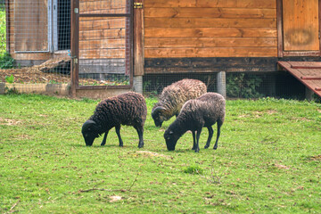 a RAM eats grass. Sheep grazing. Cattle on the farm. High quality photo