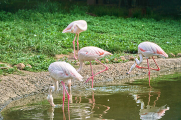 A pink Flamingo stands on the grass by the water. Flamingos at the zoo. High quality photo