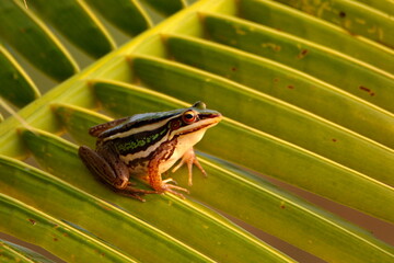 frog on a leaf