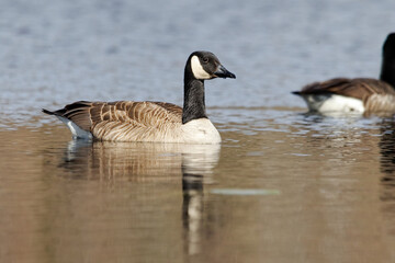 Canada goose resting on water. Canada