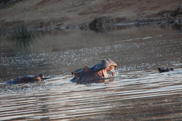 hippopotamus in the water
