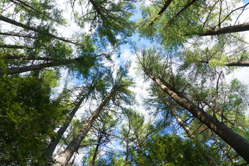 low angle view of the pine tree forest