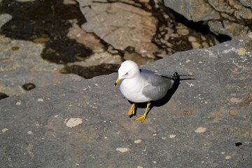 seagull on a rock