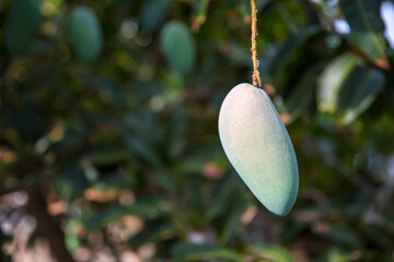 Fresh green mango fruit on the tree in the orchard.