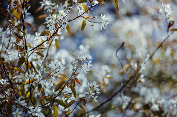 Baumblüten