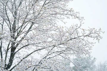 close up on tree branches covered with snow