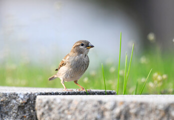 house finch standing in the garden