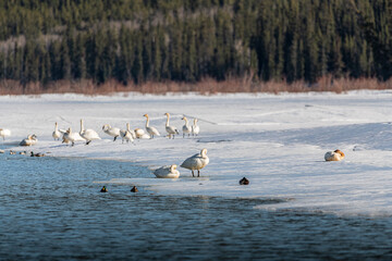 Flock of tundra trumpeter swans in northern Canada during migration to Bering Sea. Icy frozen lake in background with wild, white arctic birds in frame. 