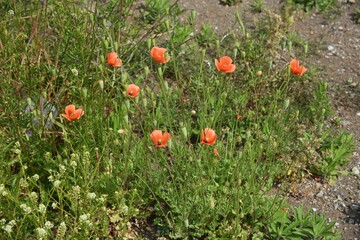 Long-headed poppy blooming on the roadside.　This flower is an annual weed of Papaveraceae.