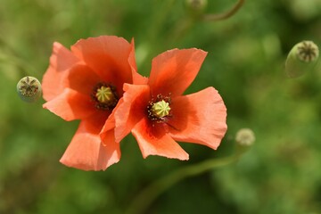 Long-headed poppy blooming on the roadside.　This flower is an annual weed of Papaveraceae.