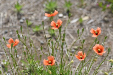 Long-headed poppy blooming on the roadside.　This flower is an annual weed of Papaveraceae.