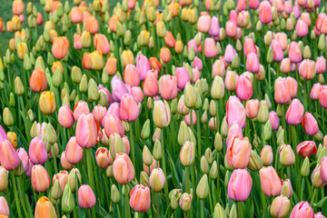 Field of tulips in warm pastels of orange and pink, as an Easter and spring nature background
