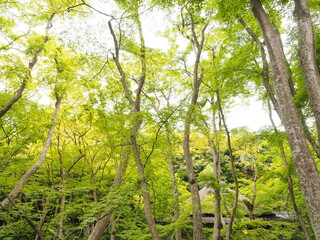 苔寺の園庭
