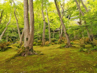 Obraz premium 苔寺の園庭