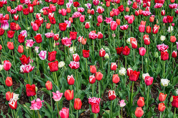 Romantic field of red, pink, and white tulips as a colorful nature background

