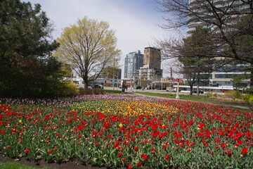Tulip festival on a spring day