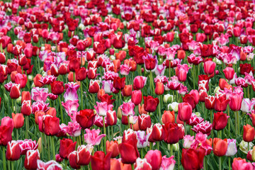 Romantic field of red, pink, and white tulips as a colorful nature background
