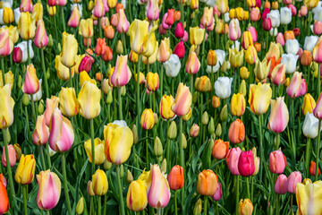 Cheerful field of tulips in yellow, pink, white, orange, and green foliage as a spring nature...