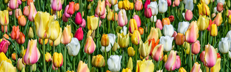 Cheerful field of tulips in yellow, pink, white, orange, and green foliage as a spring nature...