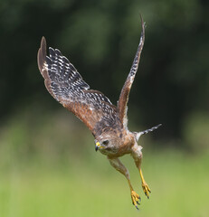 red shouldered hawk (Buteo lineatus) flying towards prey wings up curled inward - blurred background