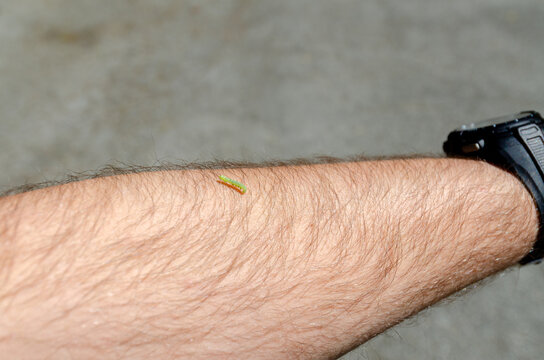 "Inch Worm" Images – Browse 7,959 Stock Photos, Vectors, and Video ...