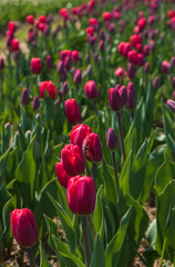 Awesome colorful tulip flowers with close up views and sky background