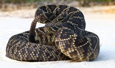 eastern diamond back rattlesnake (crotalus adamanteus) coiled in defensive strike pose with tongue out; on Sandy road in Central Florida  - obrazy, fototapety, plakaty