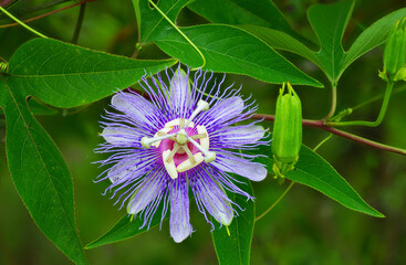 passionflower incarnata aka may pop or passion vine host plant for butterfly larva caterpillar gulf fritillary (agraulis vanillae) in Florida; superb detail