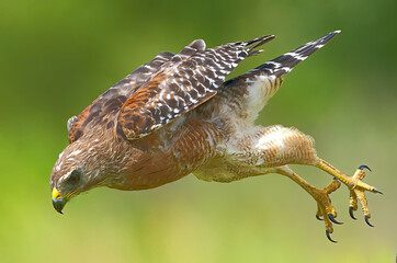 Red shouldered Hawk (Buteo lineatus) Flying fast down toward its prey - talons behind and open - serious expression on face blurred green and yellow background 
