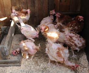 sick chickens bald birds without feathers with skin at a poultry farm cruelty