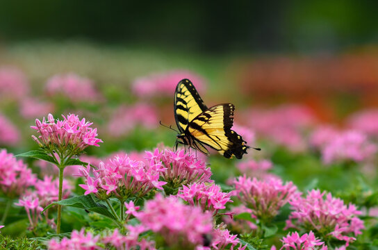A butterfly on the spring flower