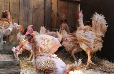 sick chickens bald birds without feathers with skin at a poultry farm cruelty