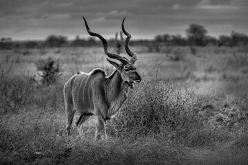 Kudu Bull - Kruger Park South Africa - black and white