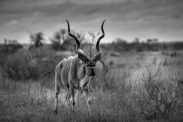 Naklejka na ściany i meble Kudu Bull - Kruger Park South Africa - black and white
