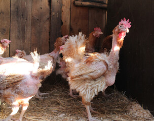 sick chickens bald birds without feathers with skin at a poultry farm cruelty