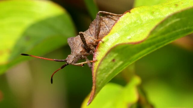 Dock Bug or Dock Leaf Bug, Coreus marginatus